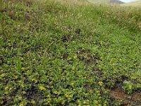 Sibbaldia parviflora 9, Saxifraga-Ed Stikvoort