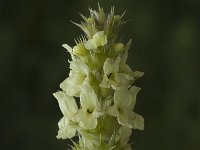 Sideritis hyssopifolia