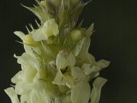 Sideritis hyssopifolia 2, Saxifraga-Jan van der Straaten