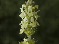 Sideritis hyssopifolia 5, Saxifraga-Jan van der Straaten