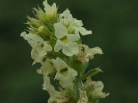 Sideritis hyssopifolia 6, Saxifraga-Marijke Verhagen