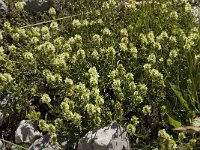 Sideritis hyssopifolia 8, Saxifraga-Willem van Kruijsbergen