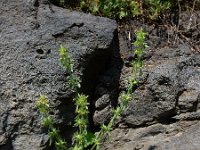 Sideritis montana 4, IJzerkruid, Saxifraga-Ed Stikvoort