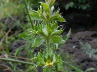 Sideritis montana 5, IJzerkruid, Saxifraga-Ed Stikvoort