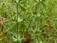 Sideritis montana 6, IJzerkruid, Saxifraga-Ed Stikvoort