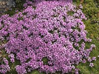 Silene acaulis 66, Saxifraga-Harry Jans