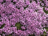 Silene acaulis 67, Saxifraga-Harry Jans