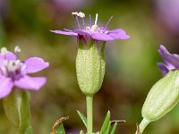 Silene acaulis 69, Saxifraga-Sonja Bouwman  Stengelloze silene - Silene acaulis - Caryophyllaceae familie