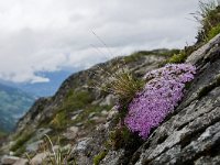 Silene acaulis 71, Saxifraga-Luuk Vermeer