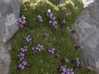 Silene acaulis 75, Saxifraga-Willem van Kruijsbergen