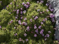 Silene acaulis 77, Saxifraga-Willem van Kruijsbergen