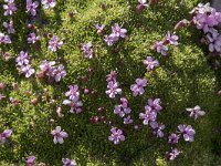 Silene acaulis 78, Saxifraga-Willem van Kruijsbergen