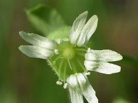 Silene baccifera 20, Besanjelier, Saxifraga-Sonja Bouwman  623. Besanjelier - Silene baccifera - Caryophyllaceae familie (i) Grebbeberg (Rhenen)