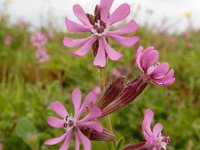 Silene colorata 43, Saxifraga-Ed Stikvoort