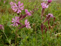 Silene colorata 44, Saxifraga-Ed Stikvoort