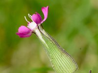 Silene conica 30, Kegelsilene, Saxifraga-Sonja Bouwman  541. Kegelsilene - Silene conica - Caryophyllaceae familie (i)