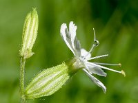 Silene dichotoma 2, Gaffelsilene, Saxifraga-Sonja Bouwman  1038. Gaffelsilene - Silene dichotoma - Caryophyllaceae familie (zw)