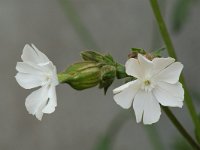 Silene dichotoma 1, Gaffelsilene, Saxifraga-Willem van Kruijsbergen