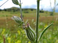 Silene dichotoma 10, Gaffelsilene, Saxifraga-Rutger Barendse