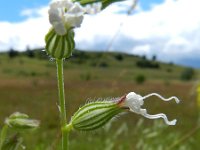 Silene dichotoma 11, Gaffelsilene, Saxifraga-Rutger Barendse