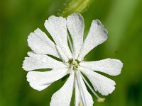 Silene dichotoma 13, Gaffelsilene, Saxifraga-Sonja Bouwman  1038. Gaffelsilene - Silene dichotoma - Caryophyllaceae familie (zw)