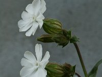 Silene dichotoma 2, Gaffelsilene, Saxifraga-Willem van Kruijsbergen