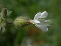 Silene dichotoma 3, Gaffelsilene, Saxifraga-Willem van Kruijsbergen