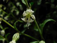 Silene dichotoma 4, Gaffelsilene, Saxifraga-Ed Stikvoort