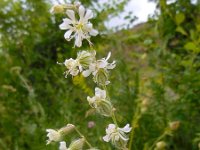 Silene dichotoma 5, Gaffelsilene, Saxifraga-Ed Stikvoort