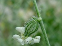 Silene dichotoma 6, Gaffelsilene, Saxifraga-Ed Stikvoort