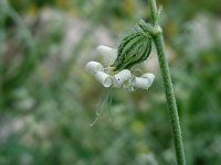 Silene dichotoma 7, Gaffelsilene, Saxifraga-Ed Stikvoort