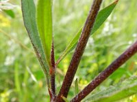 Silene dichotoma 8, Gaffelsilene, Saxifraga-Rutger Barendse