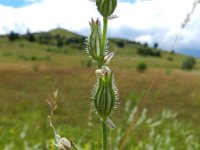 Silene dichotoma 9, Gaffelsilene, Saxifraga-Rutger Barendse