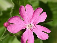 Silene dioica 66, Dagkoekoeksbloem, Saxifraga-Sonja Bouwman