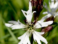 Silene flos-cuculi 43, Echte koekoeksbloem, Saxifraga-Sonja Bouwman