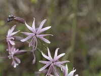 Silene italica 18, Italiaanse silene, Saxifraga-Willem van Kruijsbergen