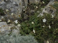 Silene latifolia ssp alba 14, Avondkoekoeksbloem, Saxifraga-Willem van Kruijsbergen