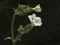 Silene latifolia ssp alba 28, Avondkoekoeksbloem, Saxifraga-Jan van der Straaten