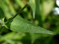 Silene latifolia ssp alba 34, Avondkoekoeksbloem, Saxifraga-Sonja Bouwman