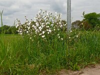 Silene latifolia ssp alba 35, Avondkoekoeksbloem, Saxifraga-Hans Grotenhuis