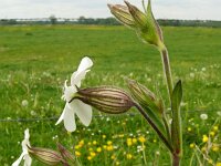 Silene latifolia ssp alba 38, Avondkoekoeksbloem, Saxifraga-Hans Grotenhuis