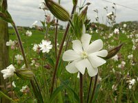 Silene latifolia ssp alba 39, Avondkoekoeksbloem, Saxifraga-Hans Grotenhuis