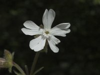 Silene latifolia ssp alba 6, Avondkoekoeksbloem, Saxifraga-Jan van der Straaten