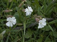 Silene latifolia 17, Avondskoekoeksbloem, Saxifraga-Willem van Kruijsbergen