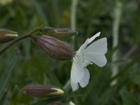 Silene latifolia 18, Avondskoekoeksbloem, Saxifraga-Willem van Kruijsbergen