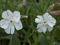 Silene latifolia 19, Avondskoekoeksbloem, Saxifraga-Willem van Kruijsbergen