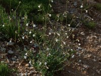 Silene latifolia 2, Avondkoekoeksbloem, Saxifraga-Willem van Kruijsbergen