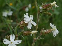 Silene latifolia 3, Avondkoekoeksbloem, Saxifraga-Willem van Kruijsbergen