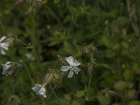 Silene latifolia 30, Avondkoekoeksbloem, Saxifraga-Jan van der Straaten