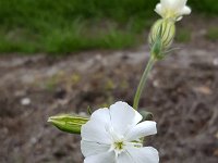 White campion (Silene latifolia)  White campion (Silene latifolia) : autumn, blooming, bud, campion, fall, flora, floral, flower, flowering, flowers, in bloom, in flower, natural, nature, no people, nobody, open, outdoor, outdoors, outside, petal, petals, plant, rural, rural scene, silene, Silene latifolia, summer, summertime, vascular plant, white, white campion